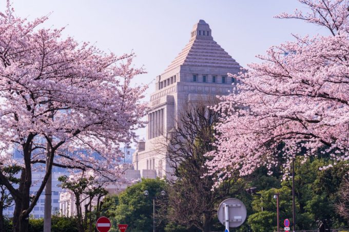 桜並木と国会議事堂